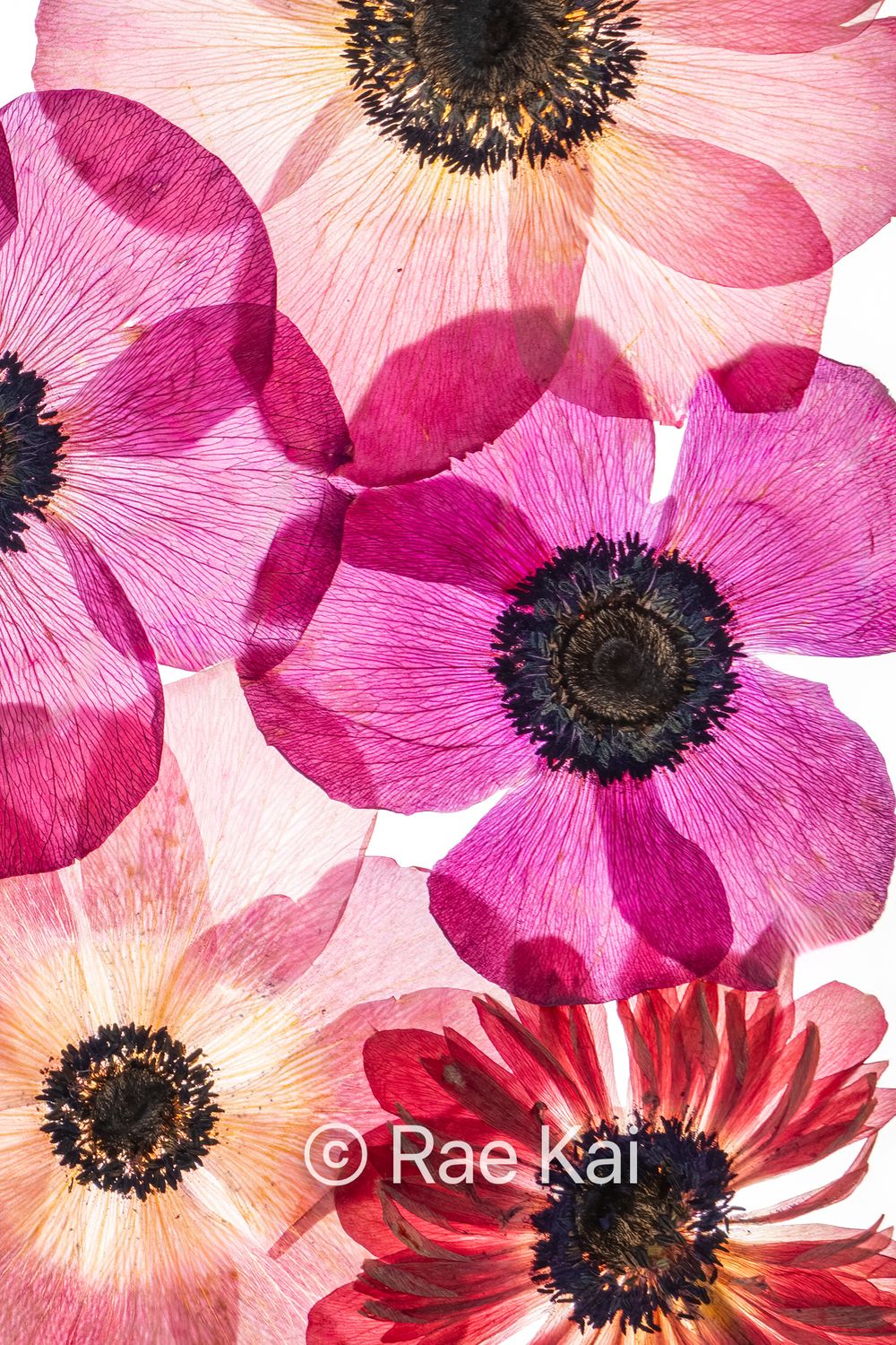 Macro Pressed Flower Photo 11