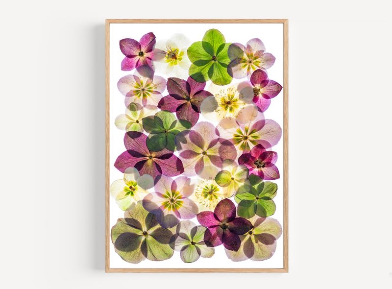 Macro Pressed Flower Photo 1