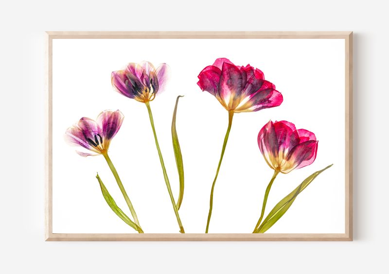 Macro Pressed Flower Photo 2