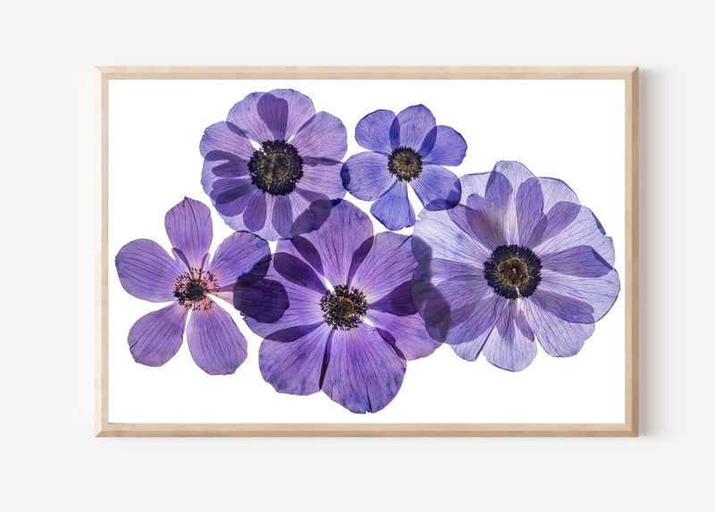 Macro Pressed Flower Photo 3