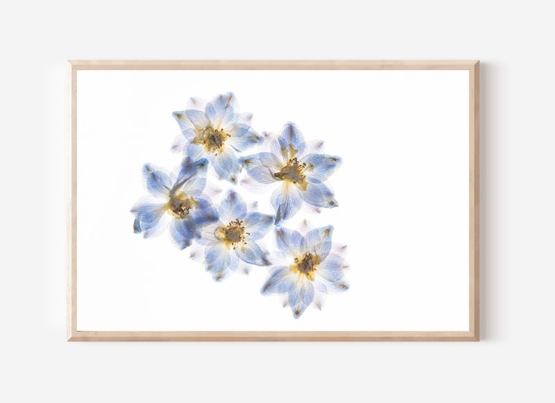 Macro Pressed Flower Photo 6