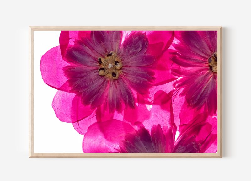 Macro Pressed Flower Photo 7