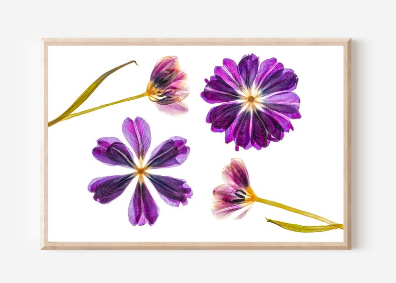 Macro Pressed Flower Photo 9