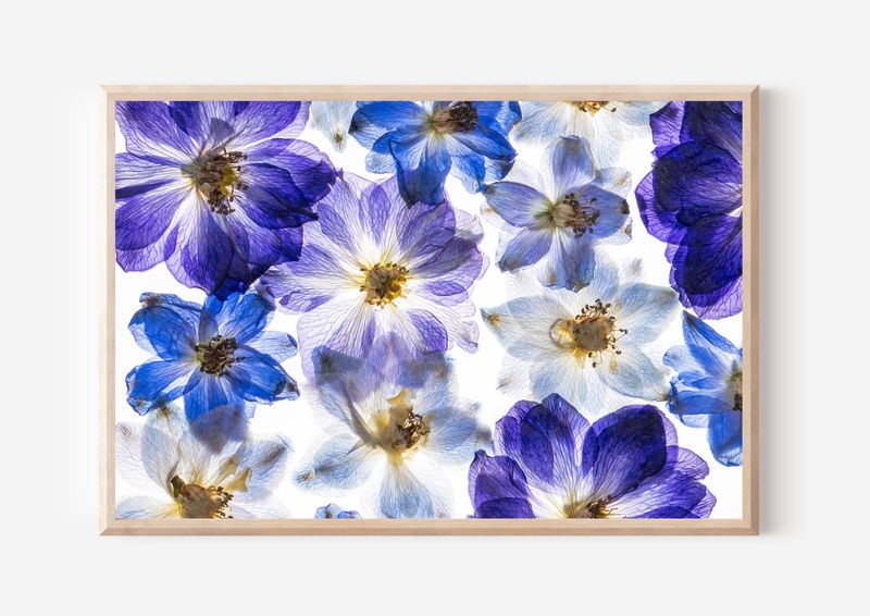 Macro Pressed Flower Photo 11