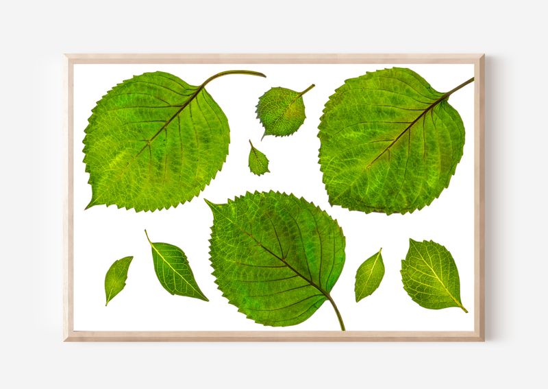 Macro Pressed Flower Photo 15