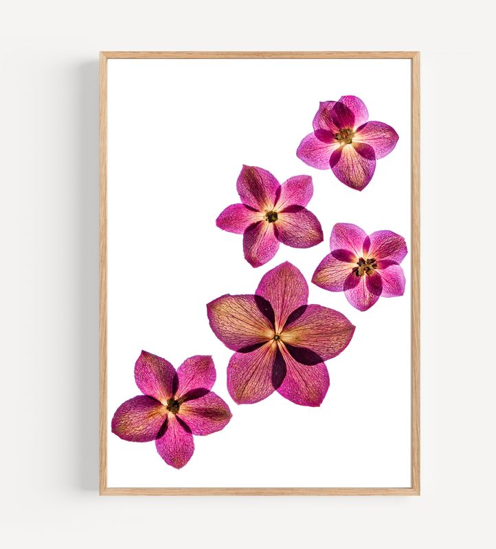 Macro Pressed Flower Photo 13