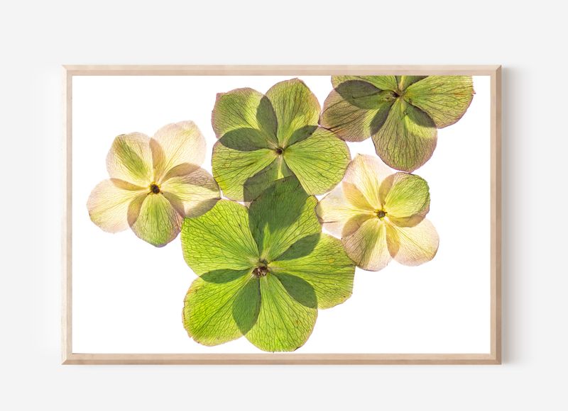 Macro Pressed Flower Photo 21