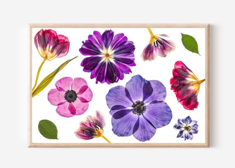 Macro Pressed Flower Photo 19