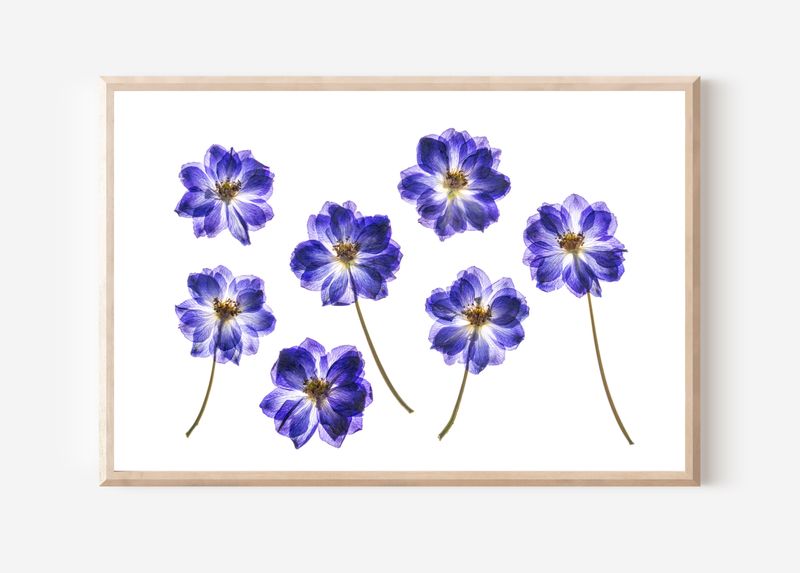 Macro Pressed Flower Photo 17