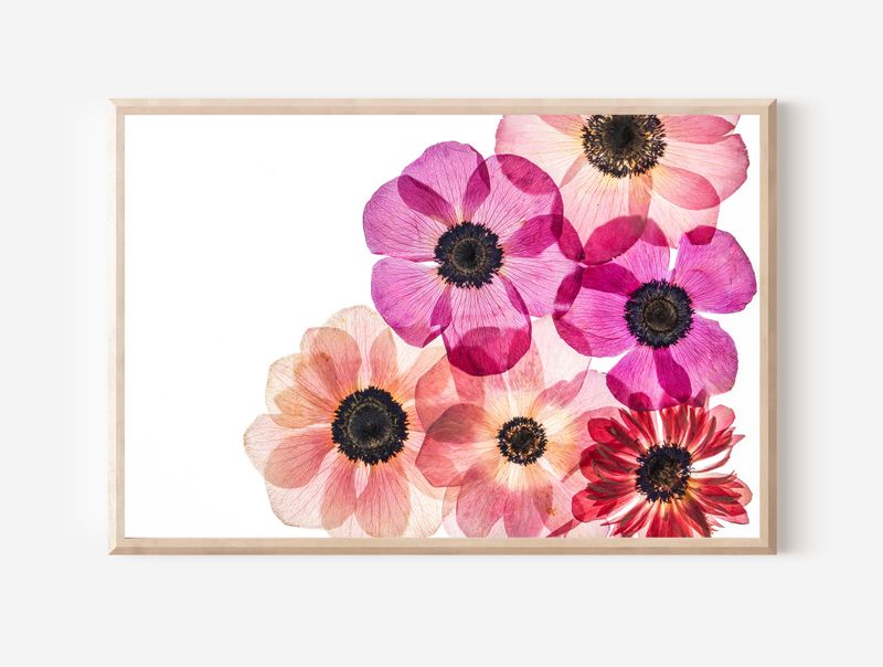 Macro Pressed Flower Photo 26