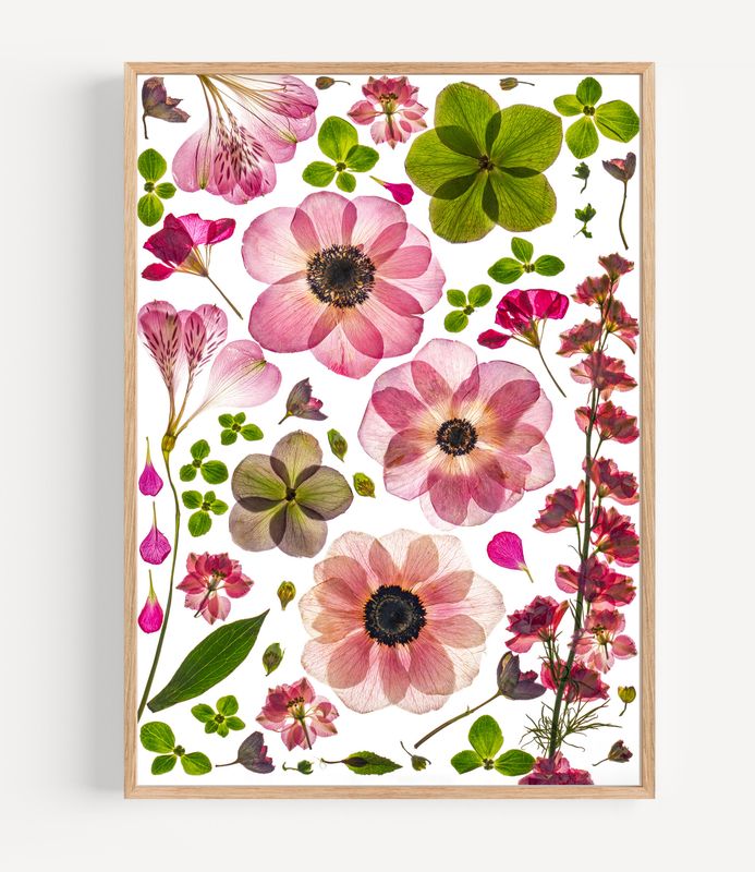 Macro Pressed Flower Photo 23