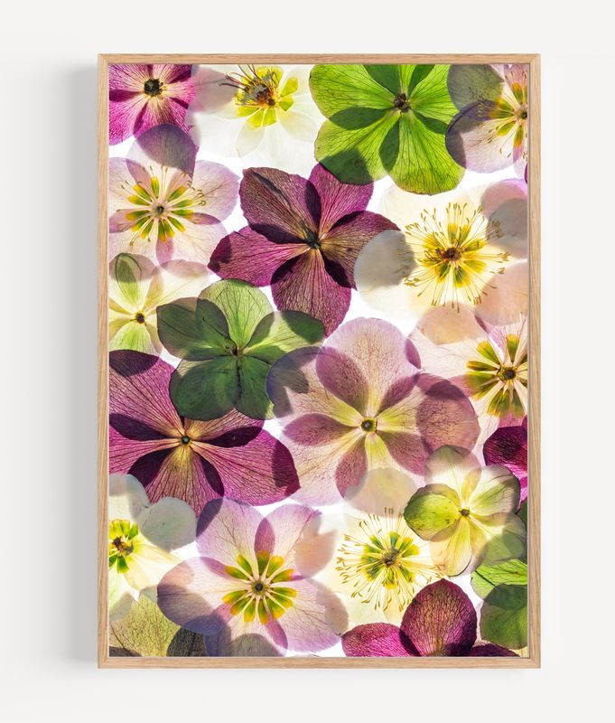 Macro Pressed Flower Photo 30