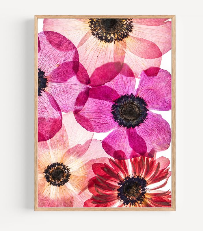 Macro Pressed Flower Photo 18