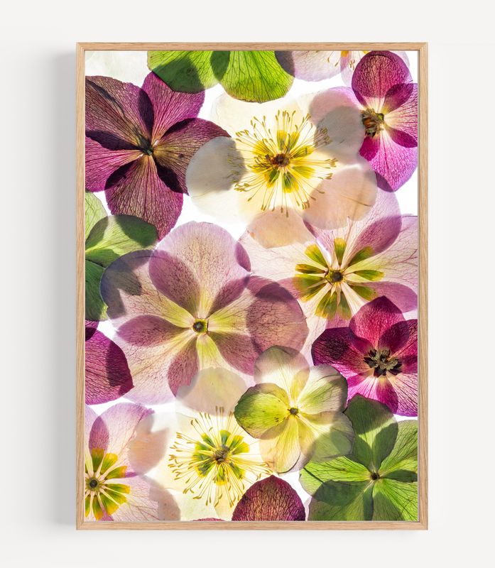 Macro Pressed Flower Photo 25