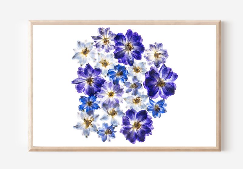 Macro Pressed Flower Photo 16