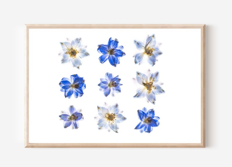 Macro Pressed Flower Photo 24