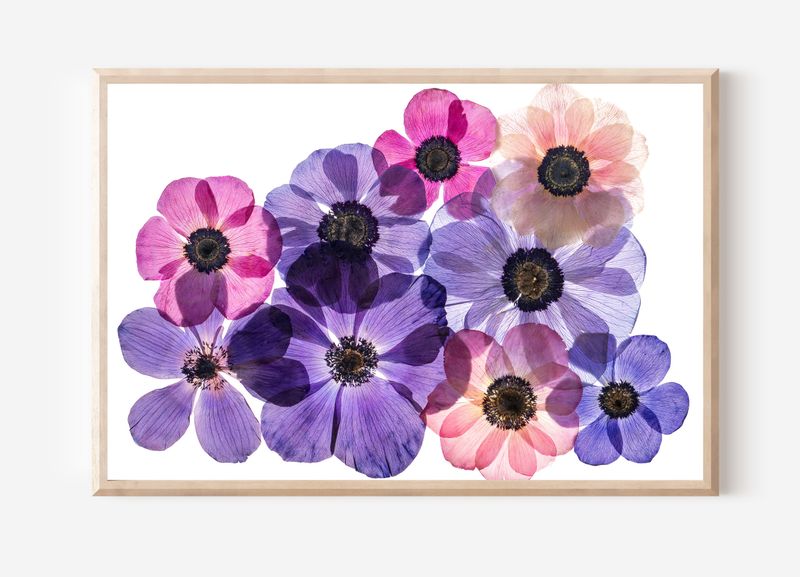 Macro Pressed Flower Photo 31