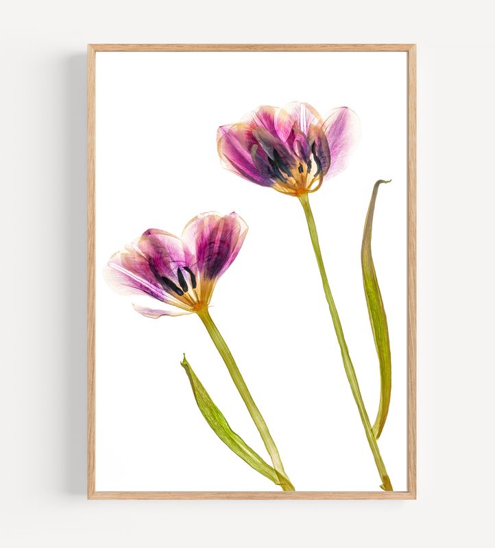 Macro Pressed Flower Photo 10