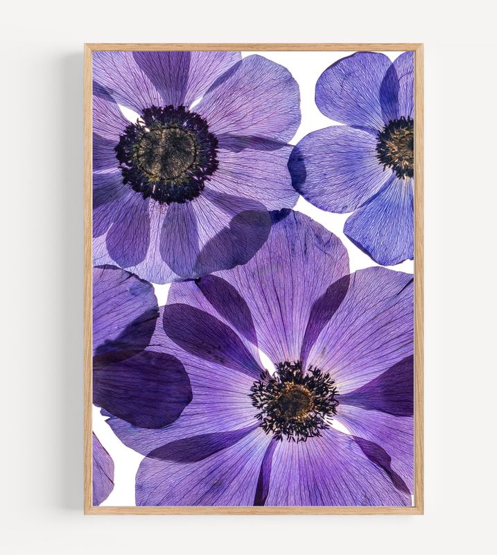 Macro Pressed Flower Photo 27