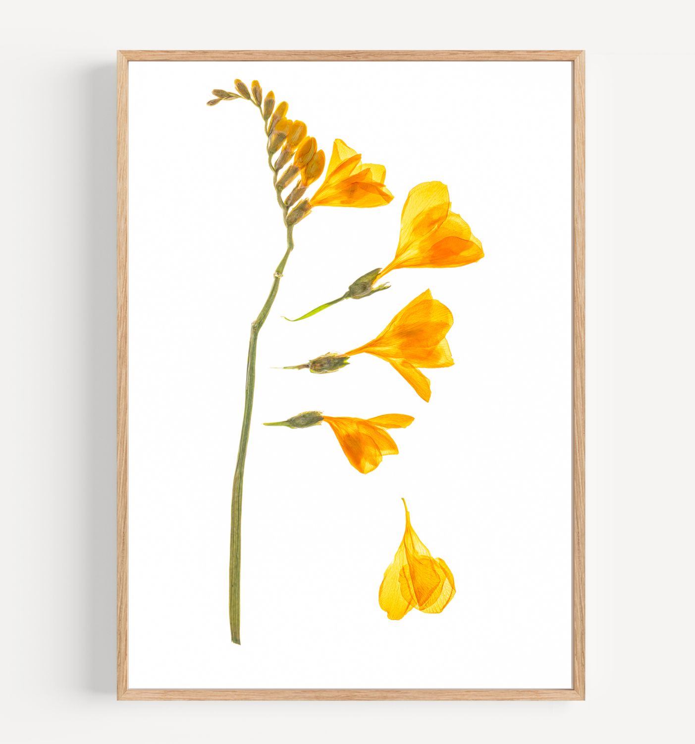 Macro Pressed Flower Photo 4