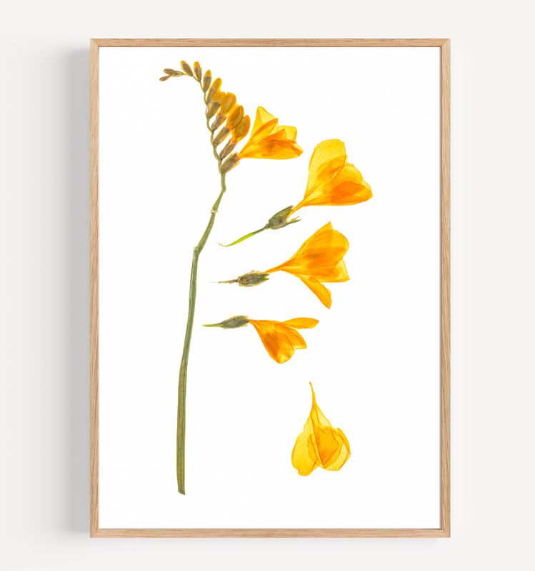 Macro Pressed Flower Photo 4