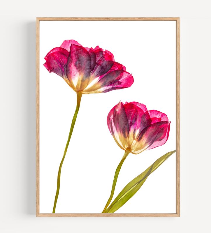 Macro Pressed Flower Photo 20