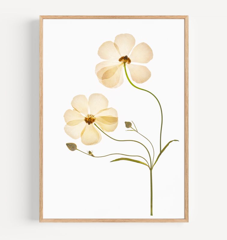 Macro Pressed Flower Photo 8