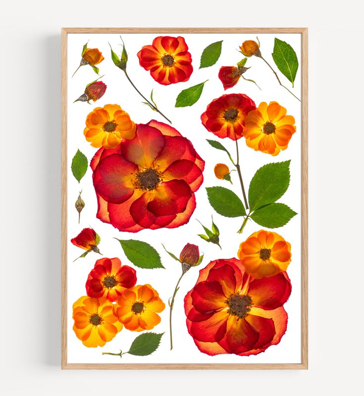 Macro Pressed Flower Photo 28