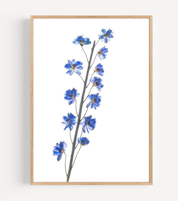 Macro Pressed Flower Photo 14