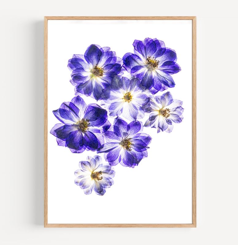 Macro Pressed Flower Photo 29