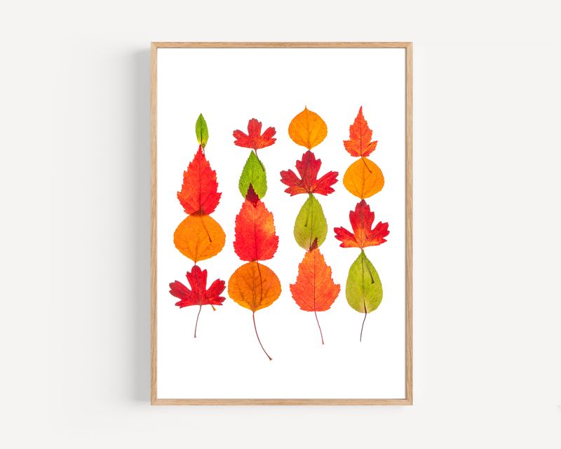 Macro Pressed Flower Photo 32