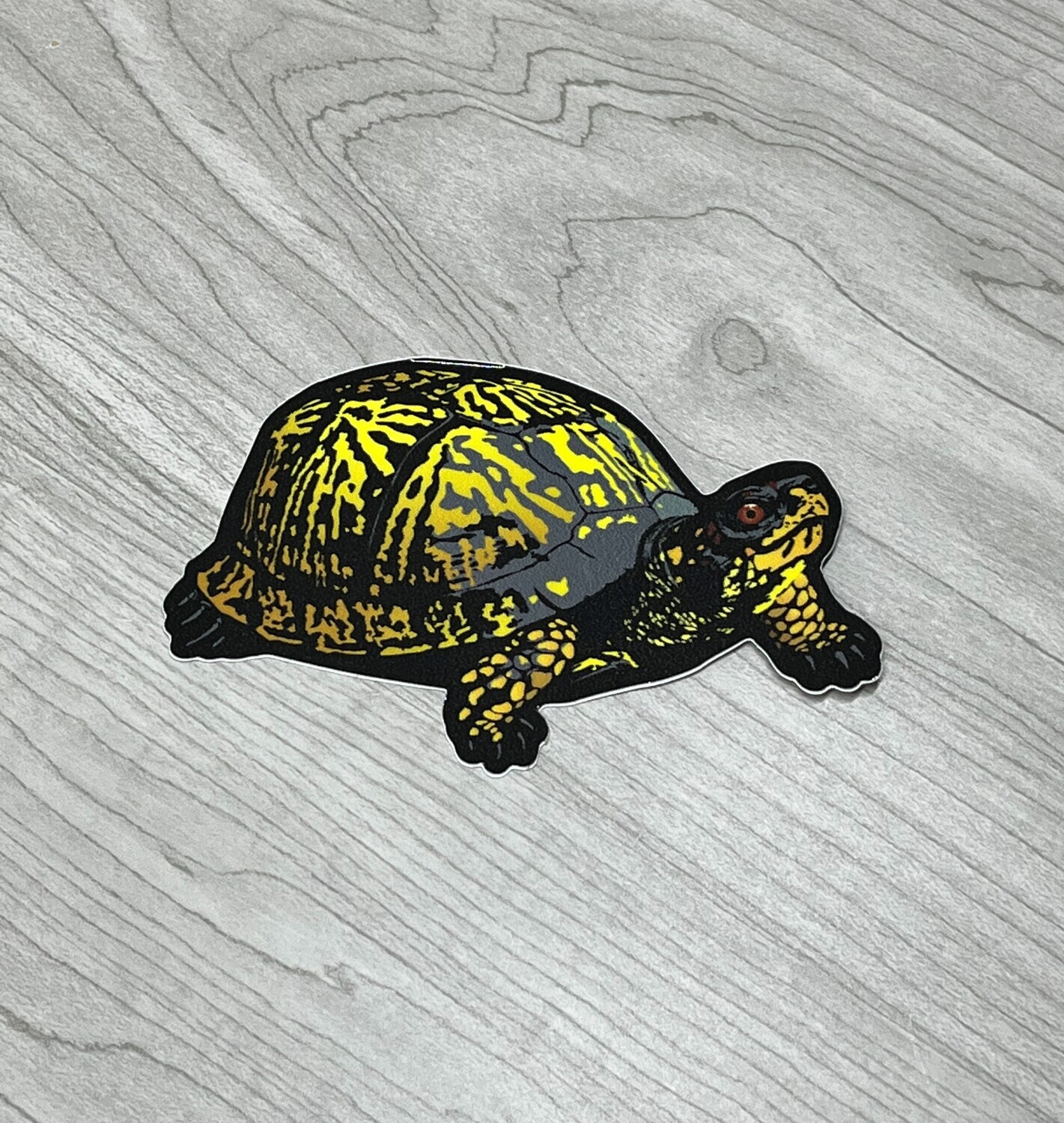 AW Box turtle AW Box turtle