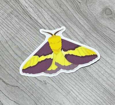 AW Maple Moth