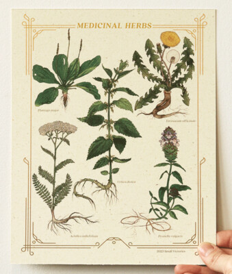Medicinal Herbs Botanical Print