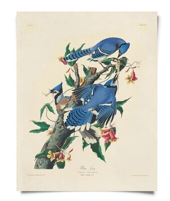 Blue Jay Audubon Print, 8 x 10