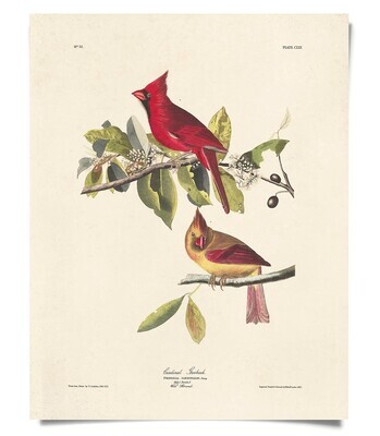 Cardinal Audubon Print, 8 x 10