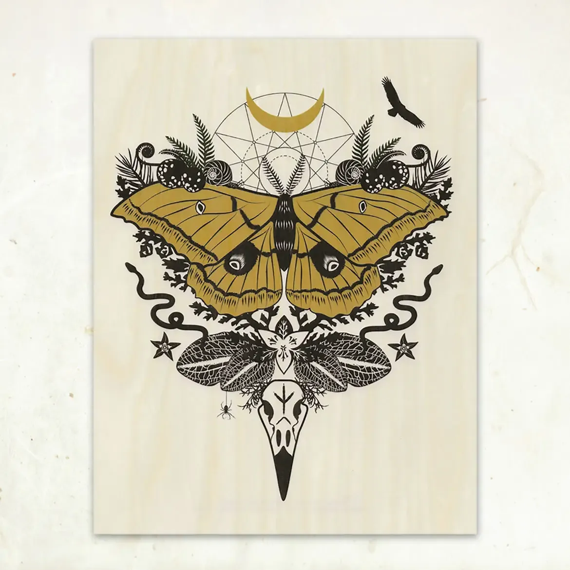 LGF Silk Moth