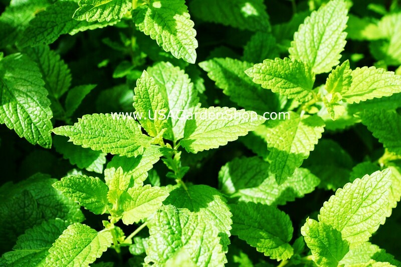 Lamiaceae Mentha Peppermint Bac ha Hung Cay