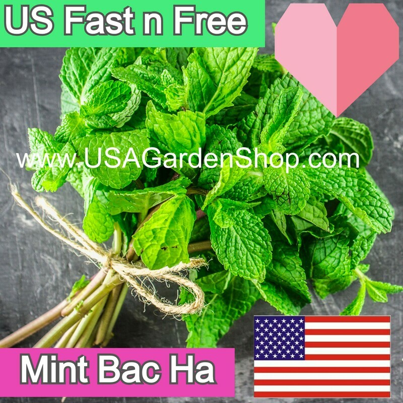 Lamiaceae Mentha Peppermint Bac ha Hung Cay