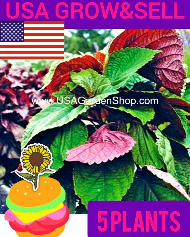 Beefsteak Purple Perilla Rau Tia To