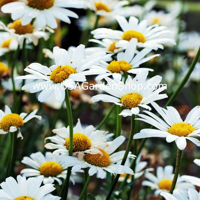 Shasta White Daisy Plant Hoa Cuc Trang
