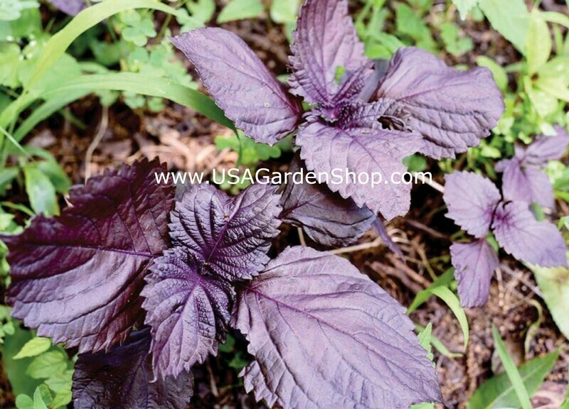 Beefsteak Purple Perilla Rau Tia To