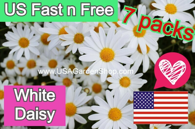 Shasta White Daisy Plant Hoa Cuc Trang