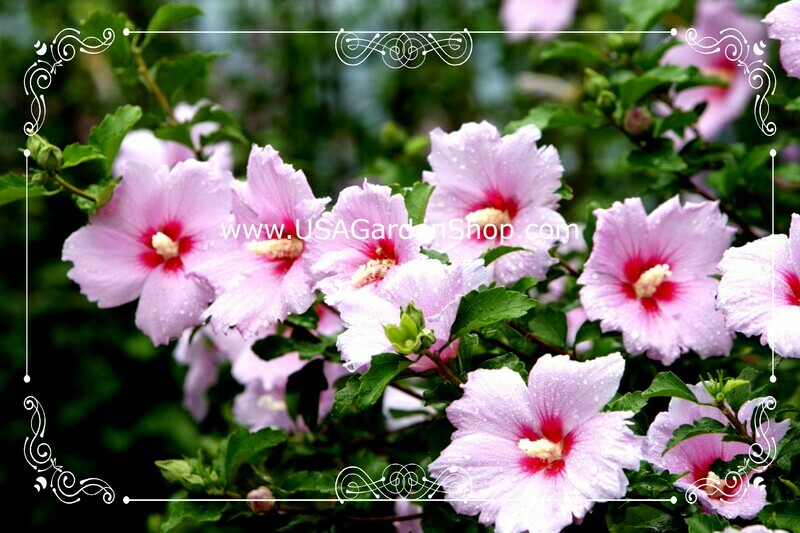 Hibiscus Plant Syriacus Shrub Althea