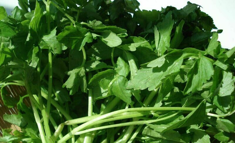 Water Celery Water Dropswort Water Parsley