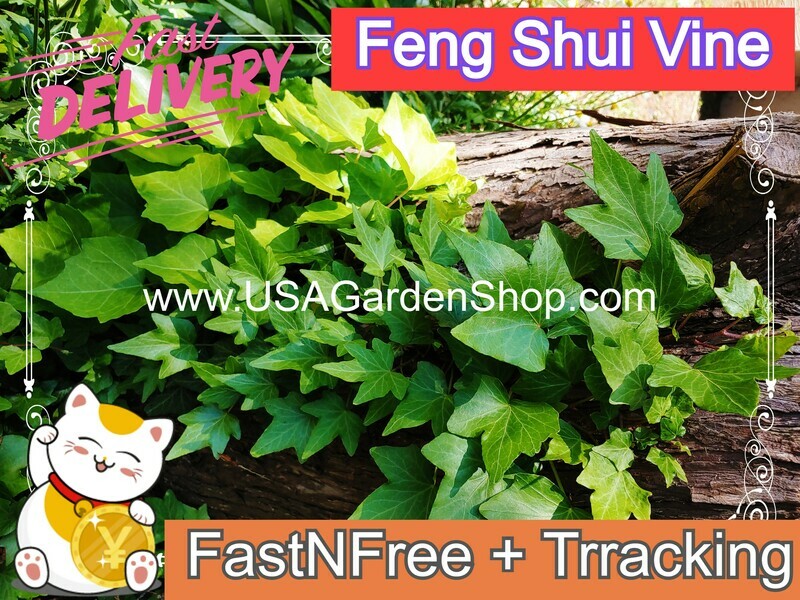 English Ivy plant Hedera helix Day Thuong Xuan