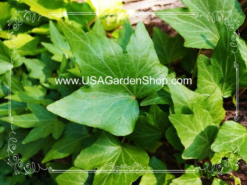 English Ivy plant Hedera helix Day Thuong Xuan