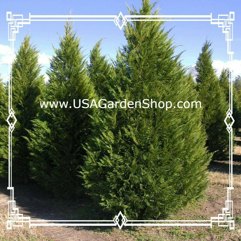 Leyland Cypress fast growing evergreen