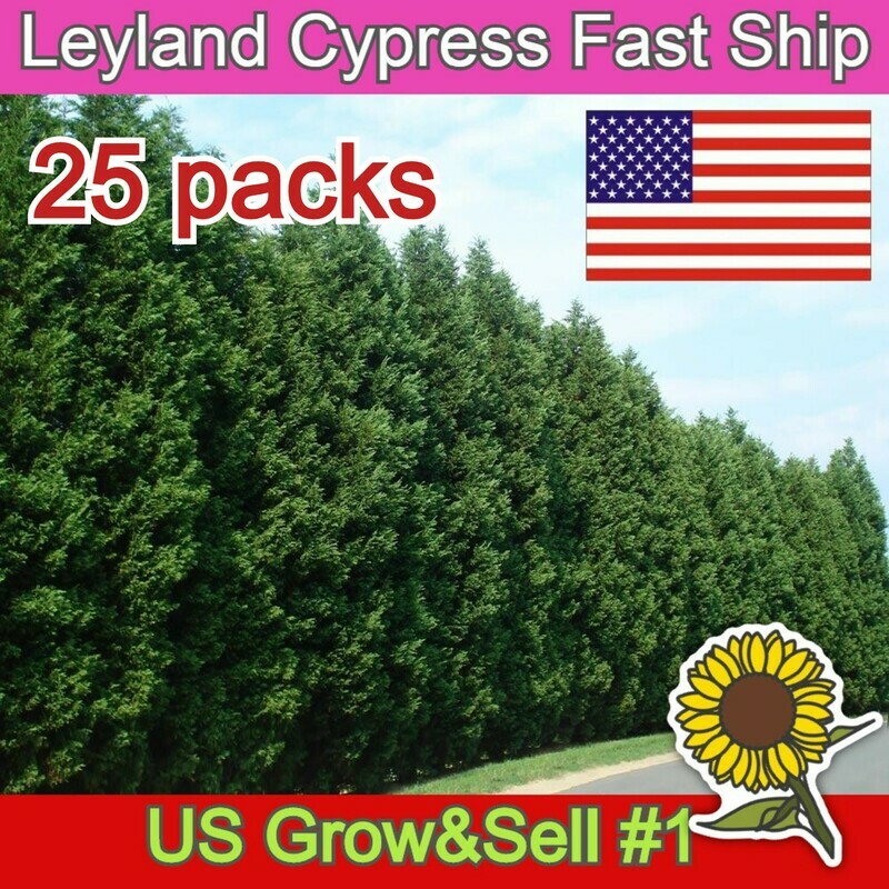 Leyland Cypress fast growing evergreen
