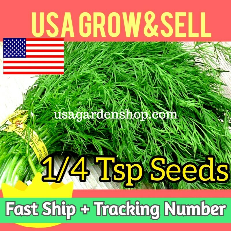Dill Florence Fennel Seed Hat Thi La